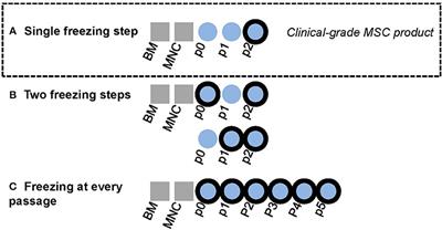 The Utilization of Freezing Steps in Mesenchymal Stromal Cell (MSC) Manufacturing: Potential Impact on Quality and Cell Functionality Attributes